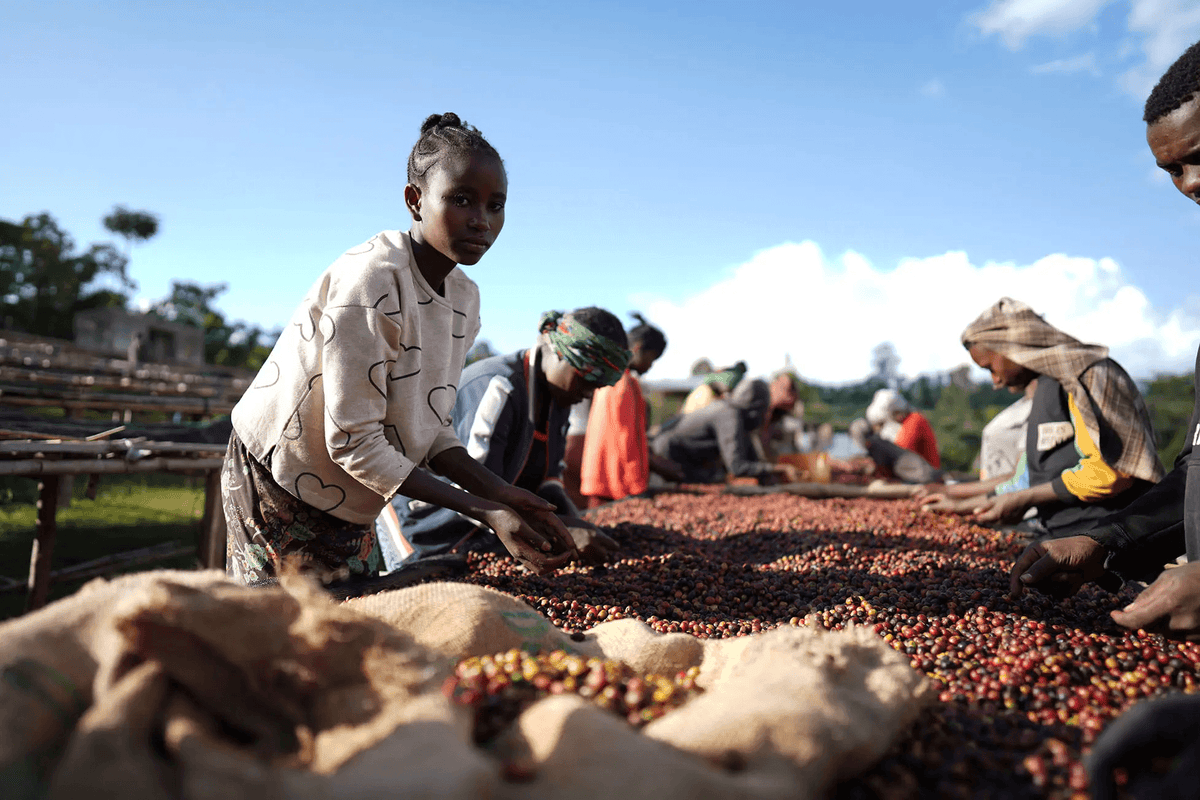 Freshly harvested coffee cherries being sorted on raised beds in Sidama, Ethiopia