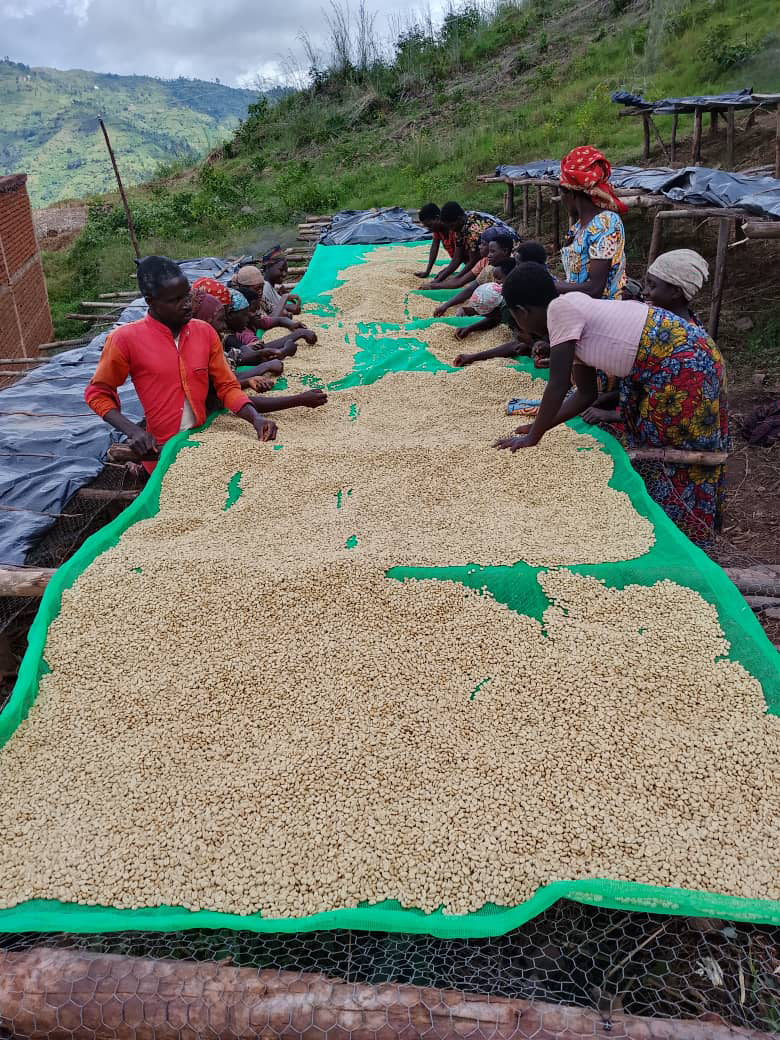 Workers sorting through drying coffee on raised beds at Bukanda Hill