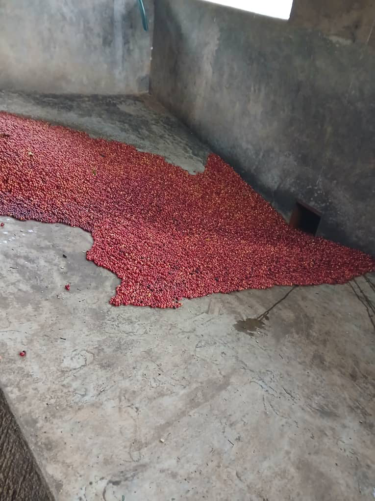 Red coffee cherries in a hopper ready to be pulped at the start of the washed process
