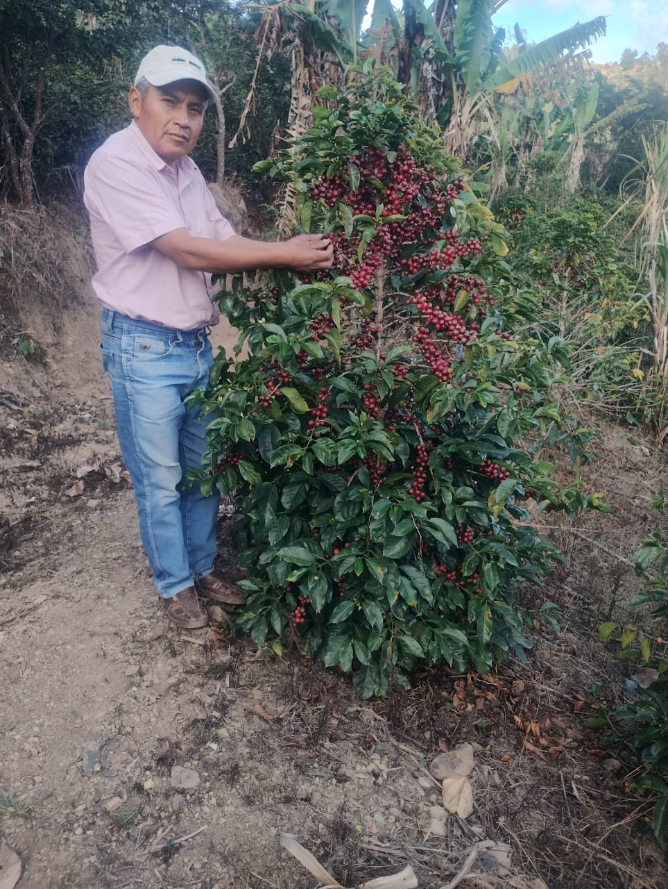 Elzer Garcia with one of his very healthy coffee trees, full of ripe red cherries