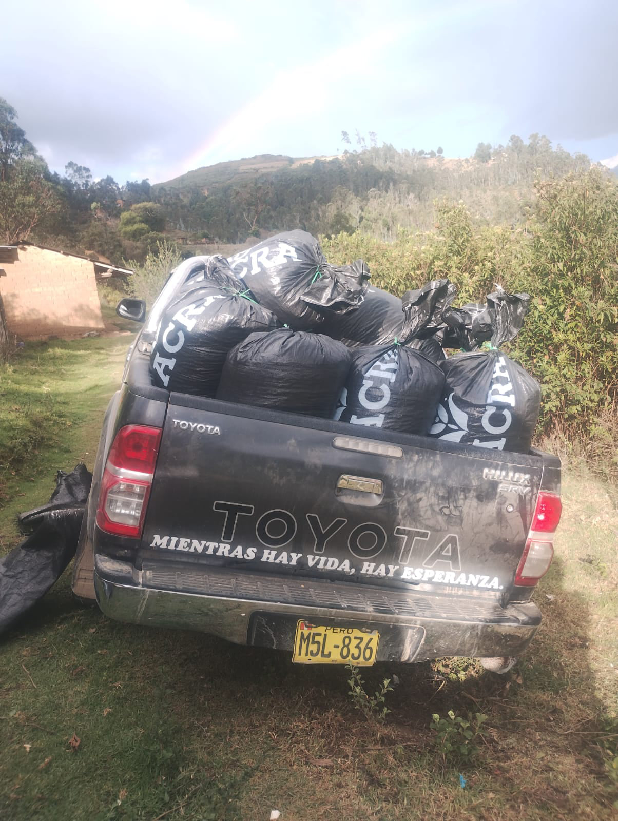Freshly picked coffee cherries, loaded in bags onto the back of a truck for transport