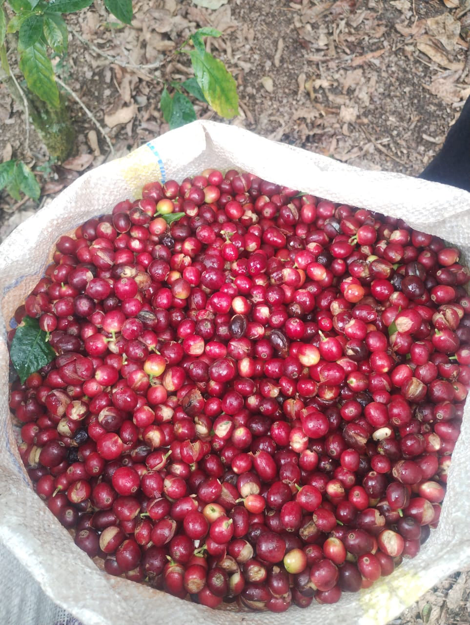 Ripe red coffee cherries fresh from harvest