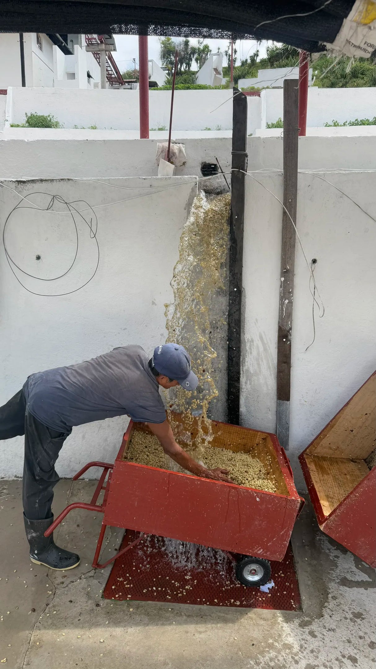Freshly washed coffee being collected in a trolley ready to be transported to the drying patios at Finca San Miguel Urias in Guatemala