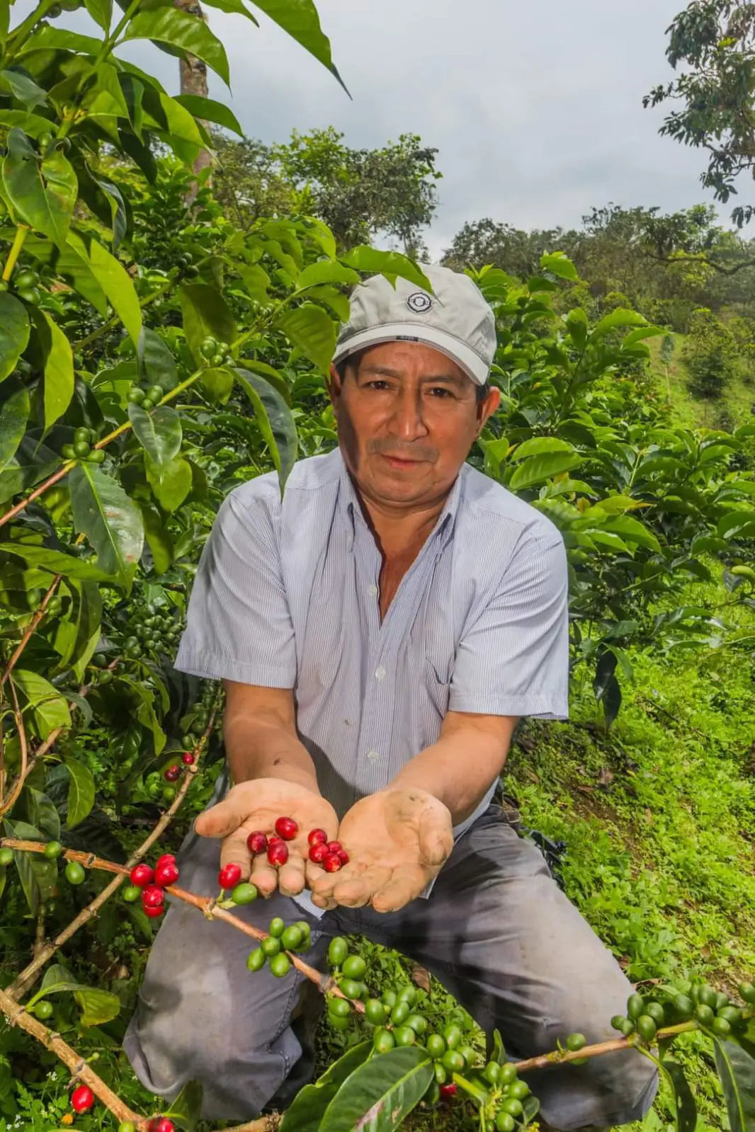 Franco Huaches iwith his SL9 coffee trees on La Lacuma farm, Peru