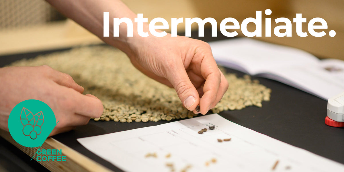 SCA Green Coffee Intermediate – PLOT Roasting
