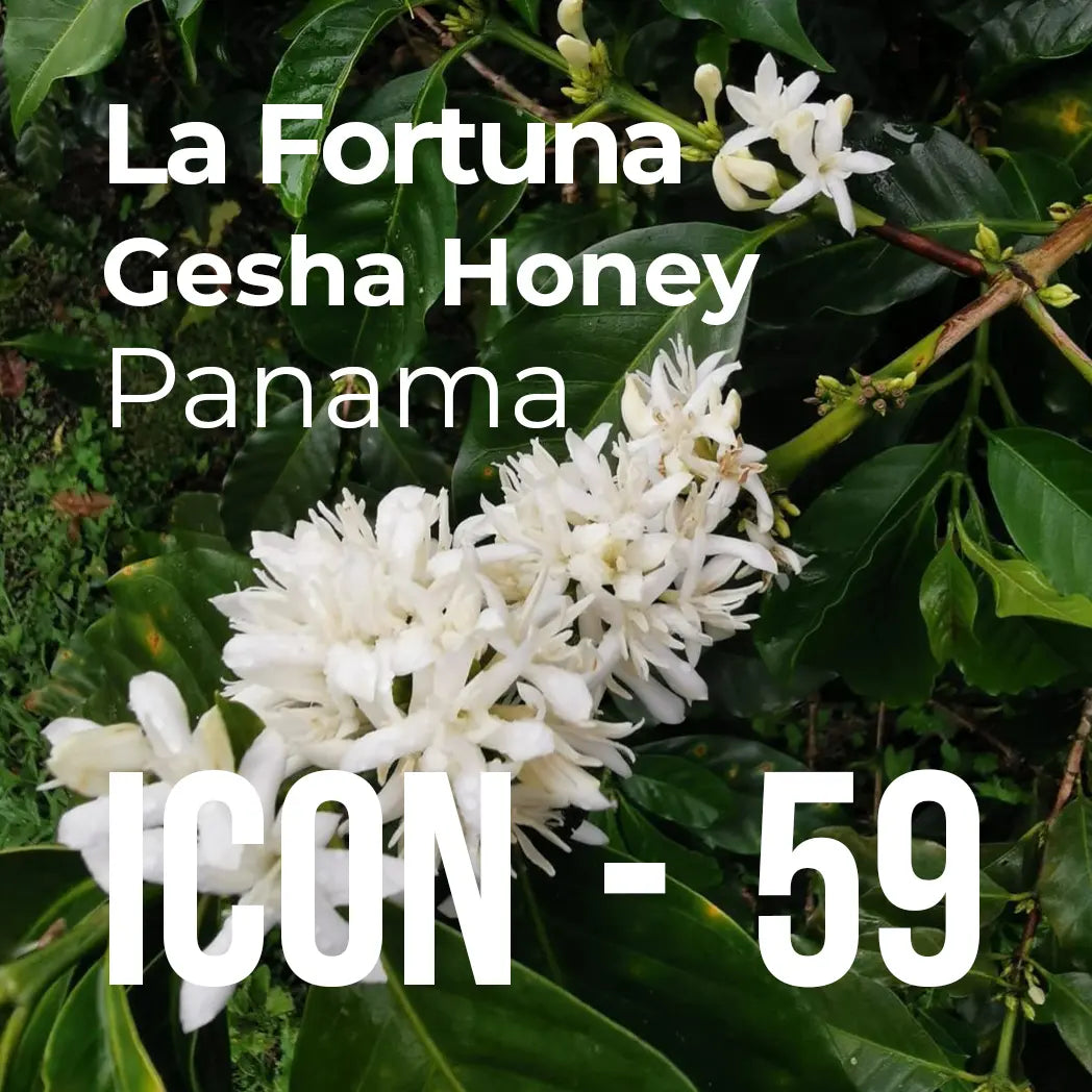 ICON 59 - La Fortuna, Gesha Honey