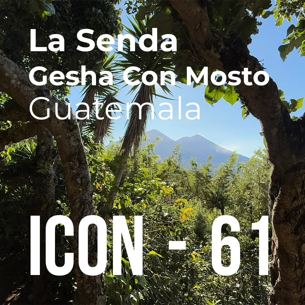 ICON 61 - La Senda, Gesha Con Mosto