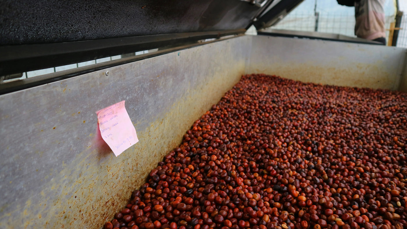 Red coffee cherries drying in an Oreador at San Agustin Estate, Ecuador