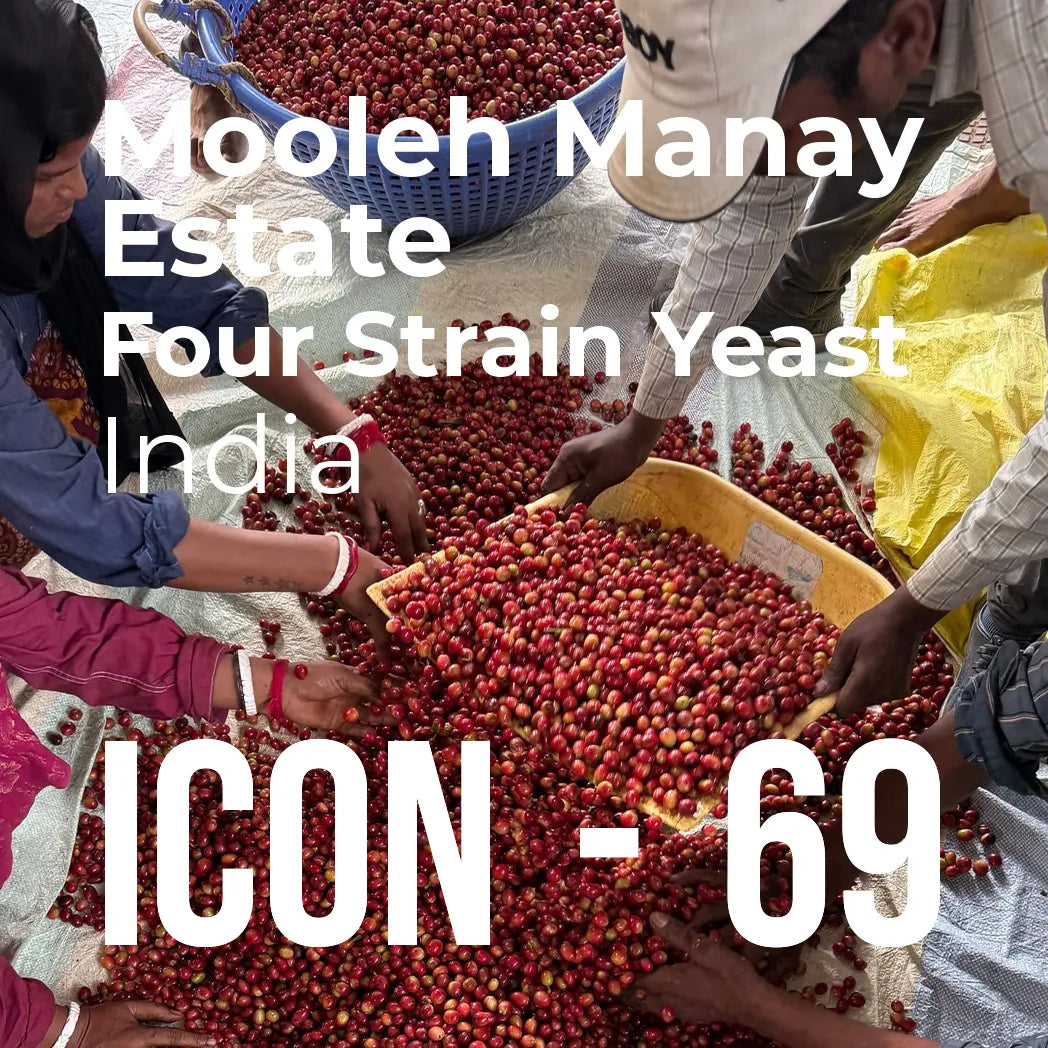 Thumbnail image for ICON 69 subscription coffee, Mooleh Manay, Four Strain yeast Fermentation from India