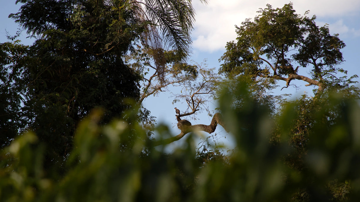 MIÓ, Chápela Yeast Fermentation Natural
