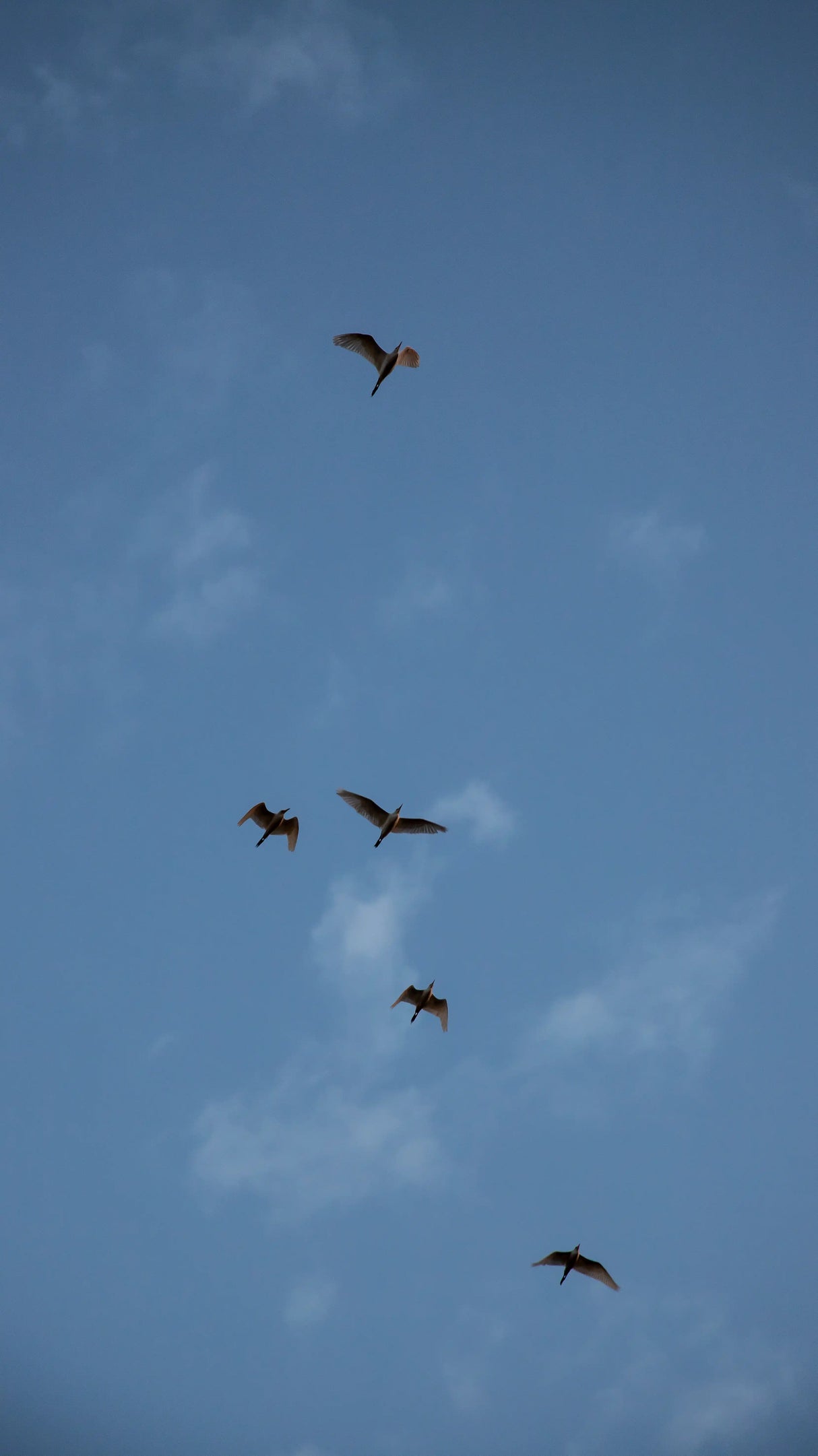 MIÓ, Chápela Yeast Fermentation Natural