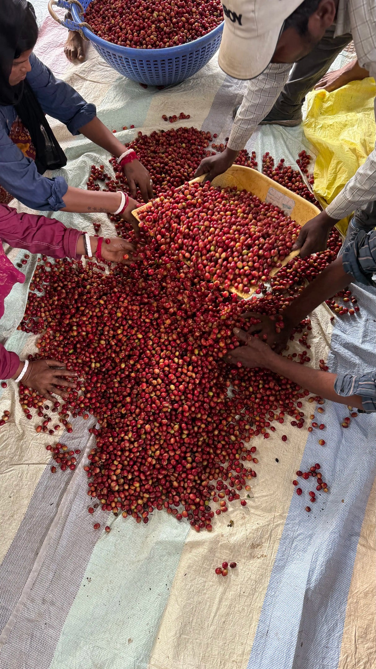 MOOLEH MANAY, Natural Carbonic Maceration