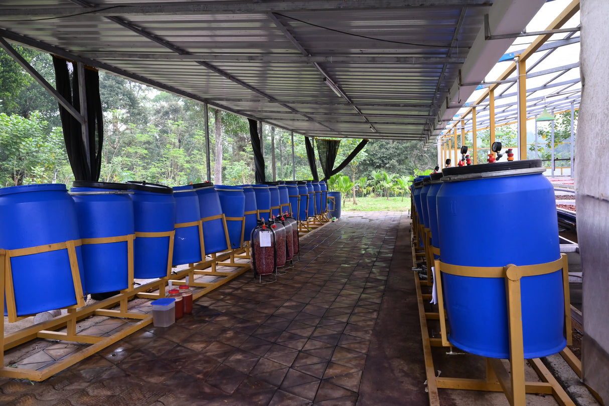 MOOLEH MANAY, Natural Carbonic Maceration