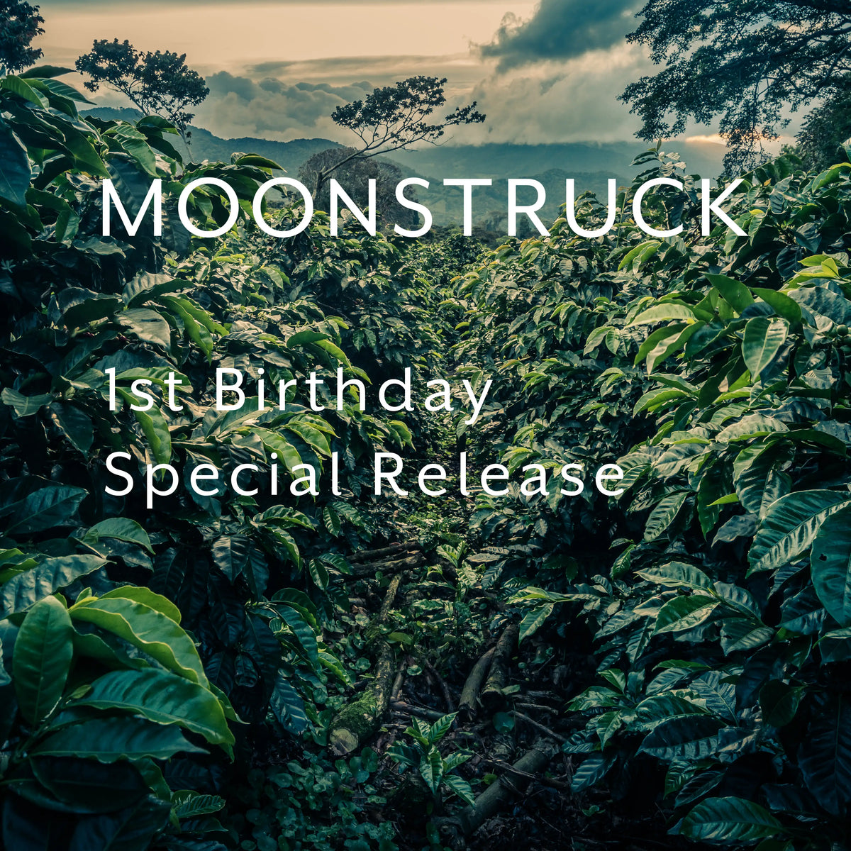 MOONSTRUCK, Lérida Honey Gesha packshot