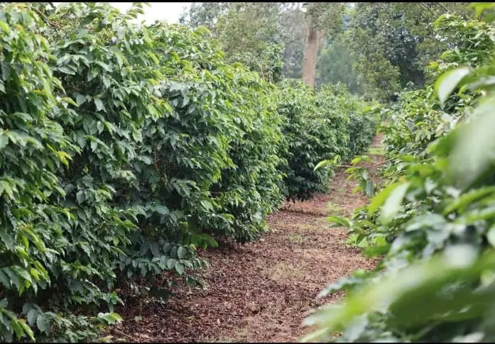 MAHIGA AA, Fully Washed