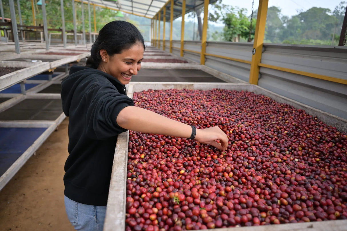 Pannaga Karumbaiah at Mooleh Manay, sorting through drying coffee cherries