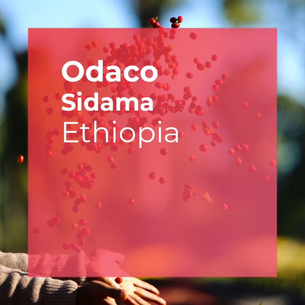 ODACO, Sidama Natural packshot
