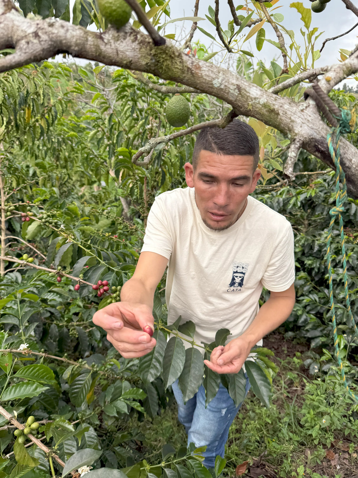 RIGO CUELLAR, Washed Pacamara