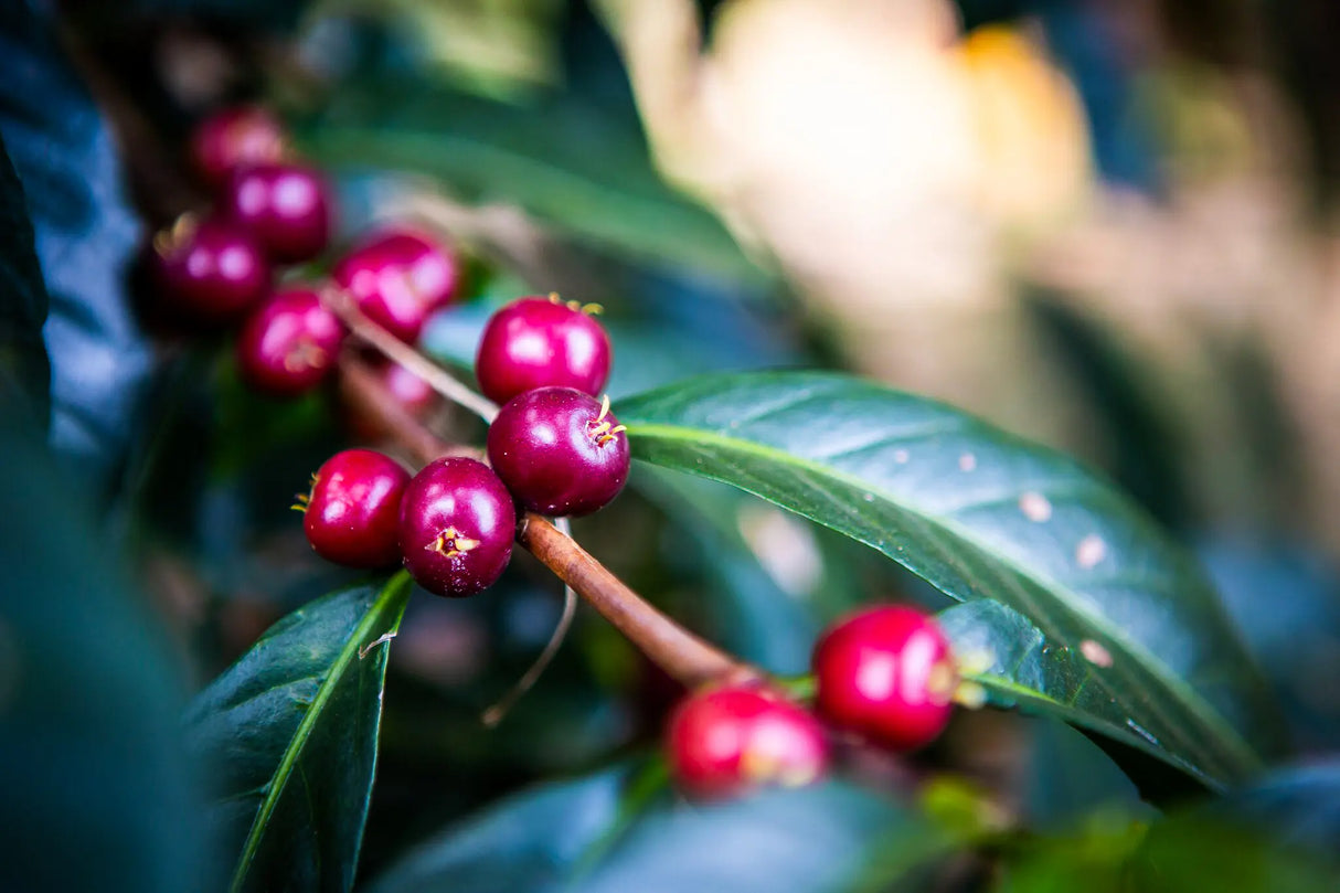 GAGARI GUTITI, Supernatural