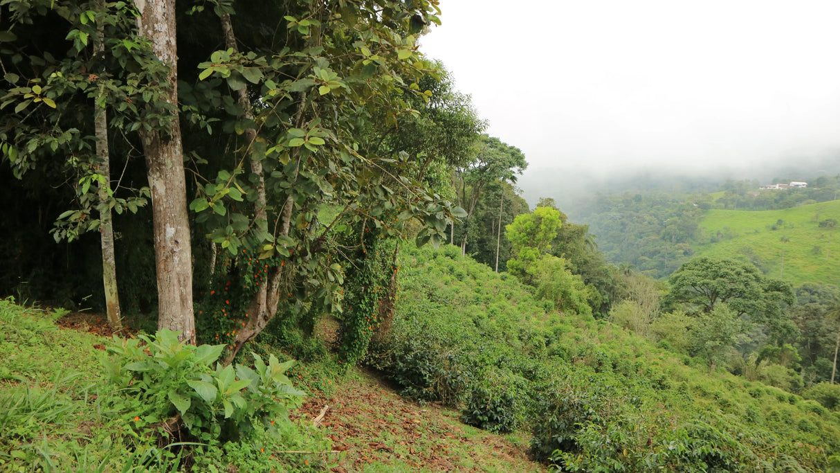 Rolling green hills with coffee trees at San Agustin Estate, Ecuador
