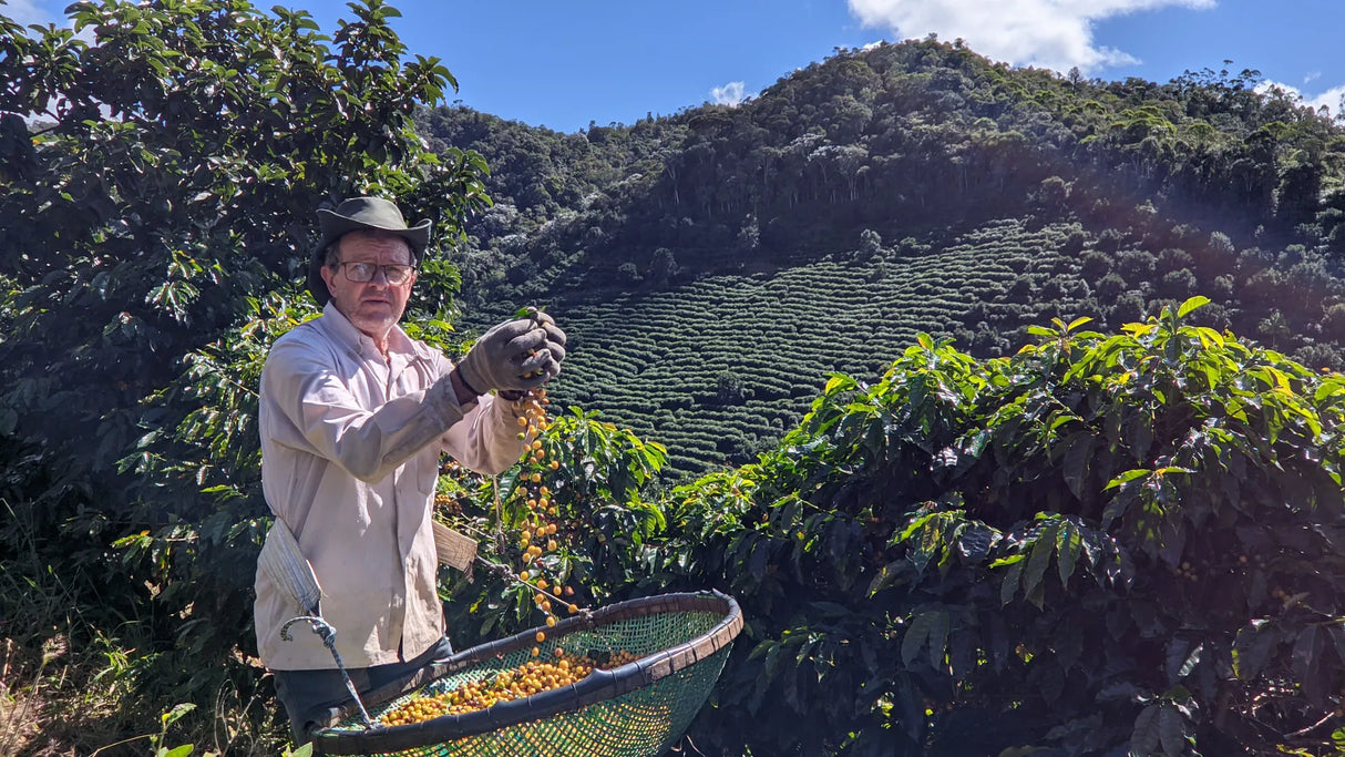 ICON 62 - Sítio Denizar, Cup of Excellence