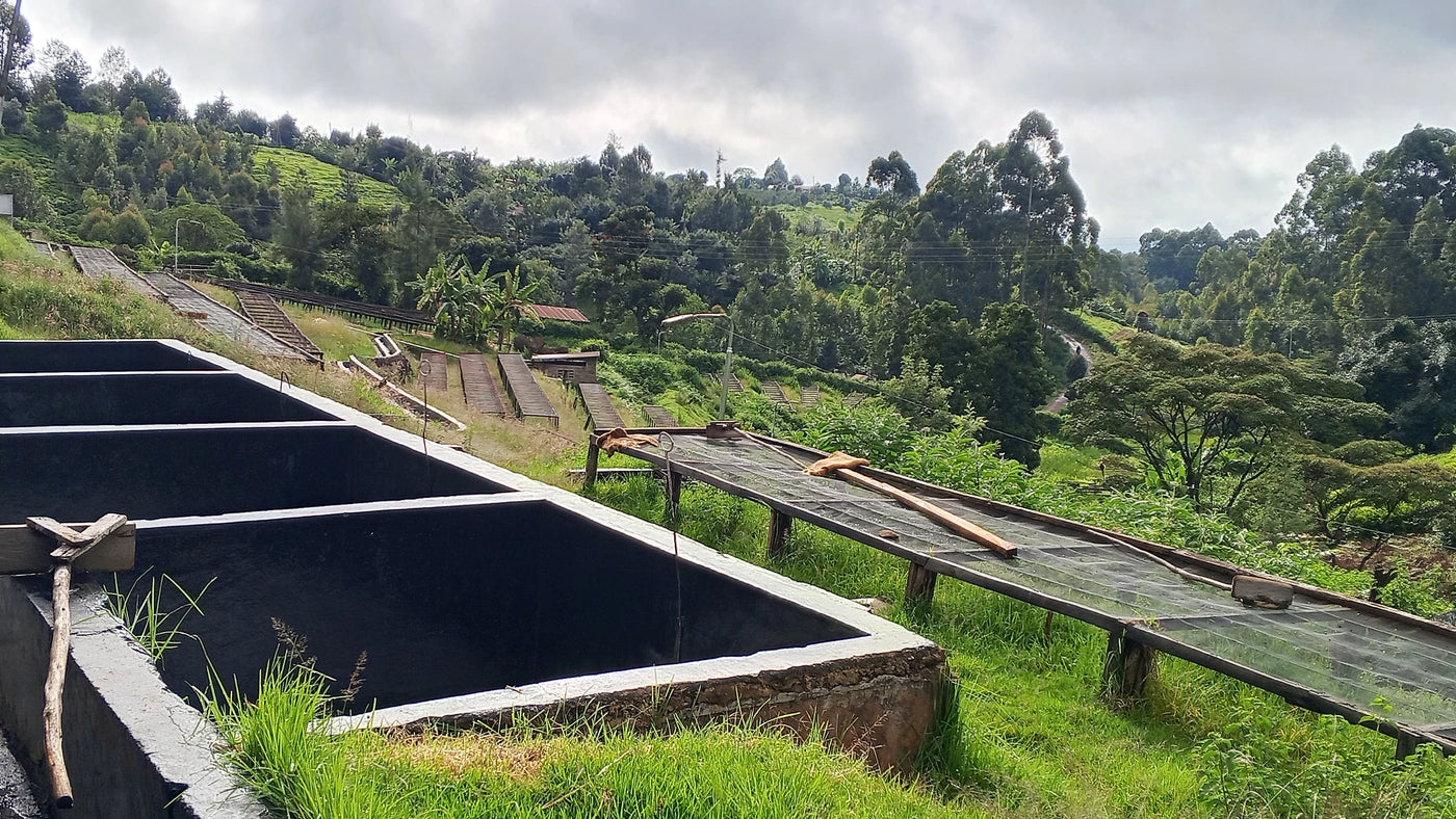 Fermentation tanks and raised African beds with the lush green hillsides at Thiriku coffee farmers cooperative