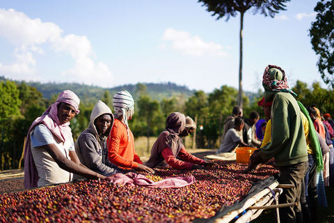 People sorting coffee cherries at Bishan Guracha Station, West Arsi, Ethiopia