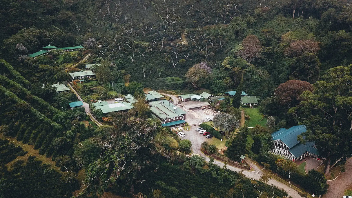 MOONSTRUCK, Lérida Honey Gesha