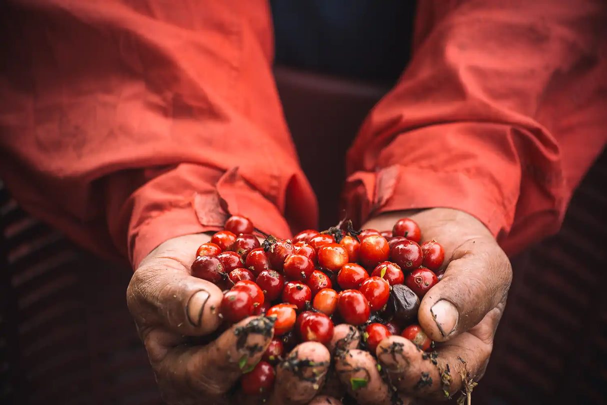 MOONSTRUCK, Lérida Honey Gesha