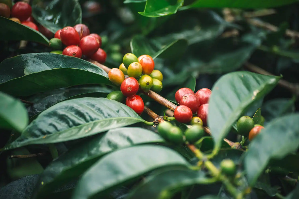 MOONSTRUCK, Lérida Honey Gesha