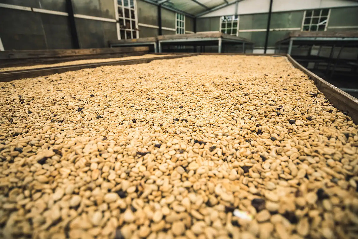 MOONSTRUCK, Lérida Honey Gesha