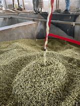 Coffee parchment being washed in Sidama, Ethiopia