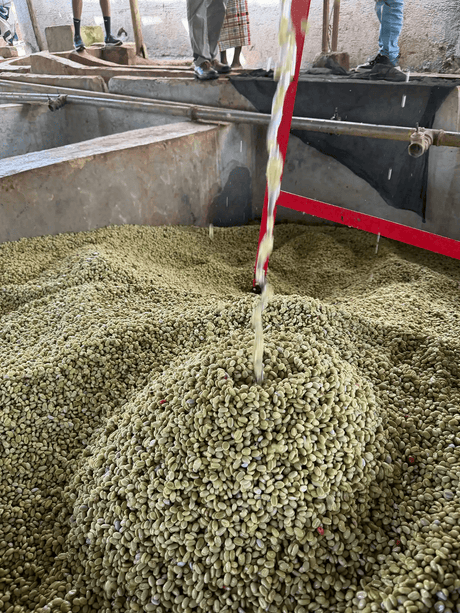 Coffee parchment being washed in Sidama, Ethiopia