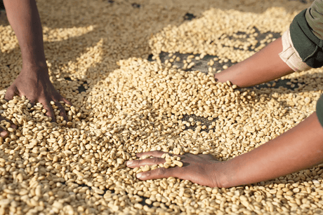 Coffer parchment being dried in Sidama, Ethiopia