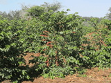 Ripe red coffee cherries growing on Acacia Hills Coffee Estate, Tanzania