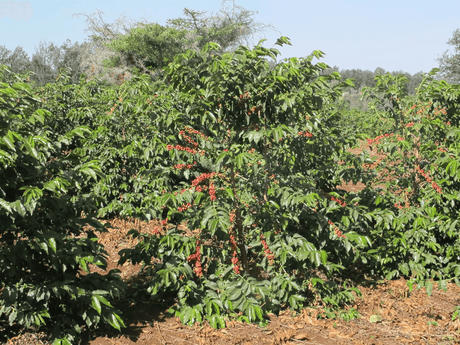 Ripe red coffee cherries growing on Acacia Hills Coffee Estate, Tanzania