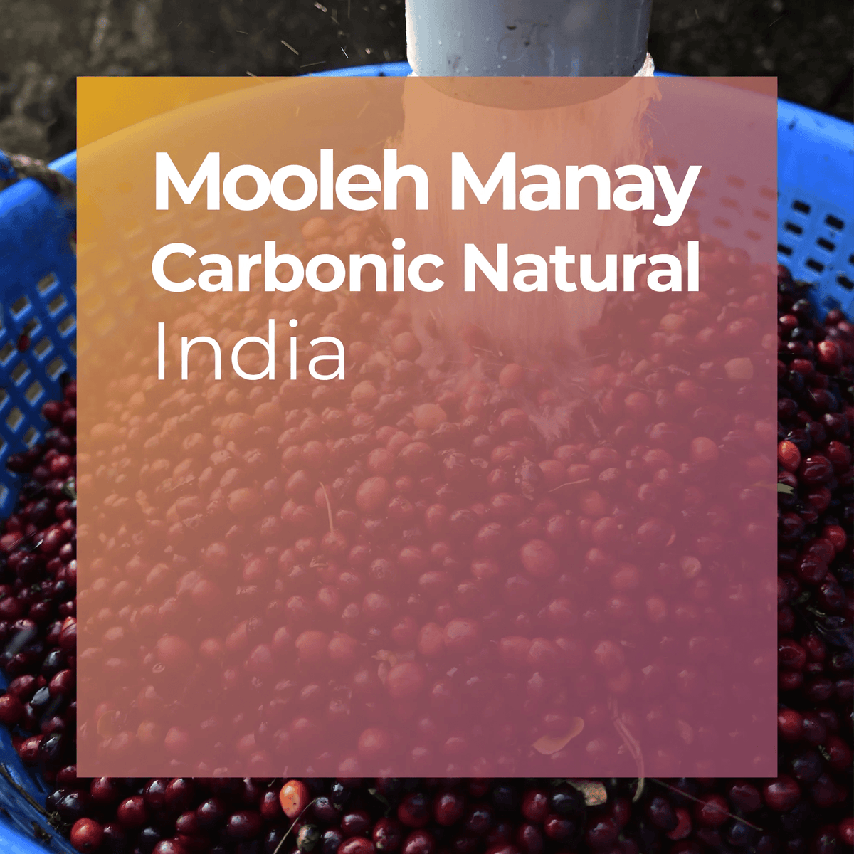 Product thumbnail image for Carbonic Maceration Natural from Mooleh Manay Coffee Estate, India