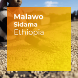 Product thumbnail image for Malawo, fully washed Sidama coffee from Ethiopia
