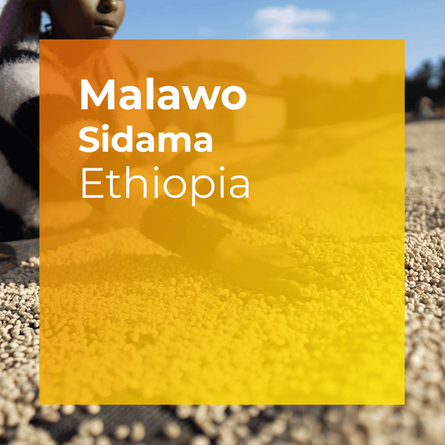 Product thumbnail image for Malawo, fully washed Sidama coffee from Ethiopia