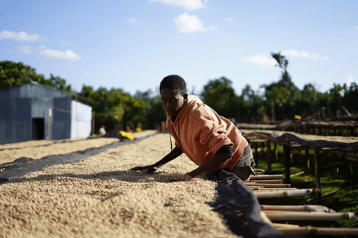 Washed coffee parchment being spread out on raised beds in Sidama, Ethiopia