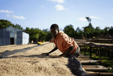 Washed coffee parchment being spread out on raised beds in Sidama, Ethiopia