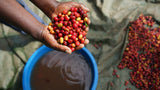 BUKONZO DREAM, Natural