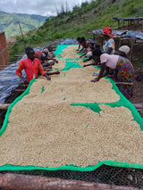Workers sorting through drying coffee on raised beds at Bukanda Hill