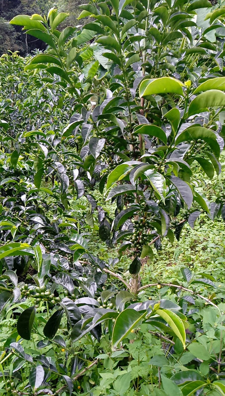 Coffee tree with green coffee cherries in a forest setting