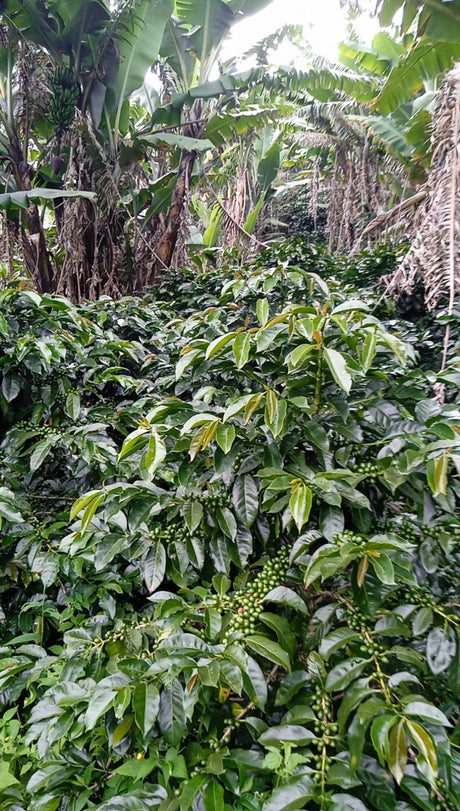 Coffee plants growing in a lush green forest
