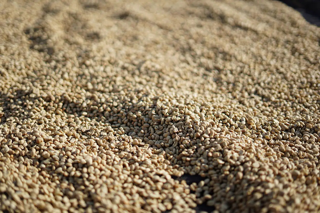 MALAWO, Sidama Washed