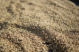 MALAWO, Sidama Washed