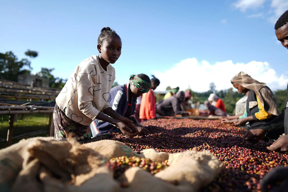 MALAWO, Sidama Washed