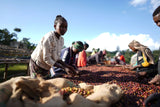 MALAWO, Sidama Washed