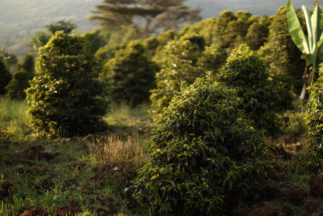 Coffee trees growing on Darara Farm in Sidama, Ethiopia